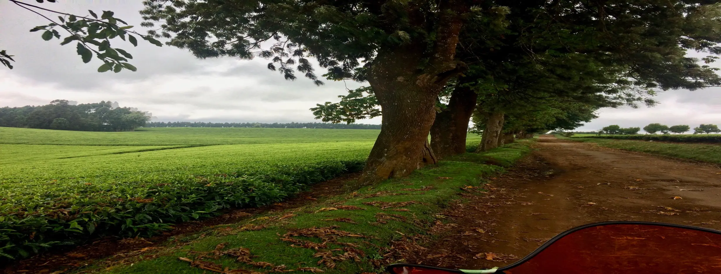Image for Coffee Plantations